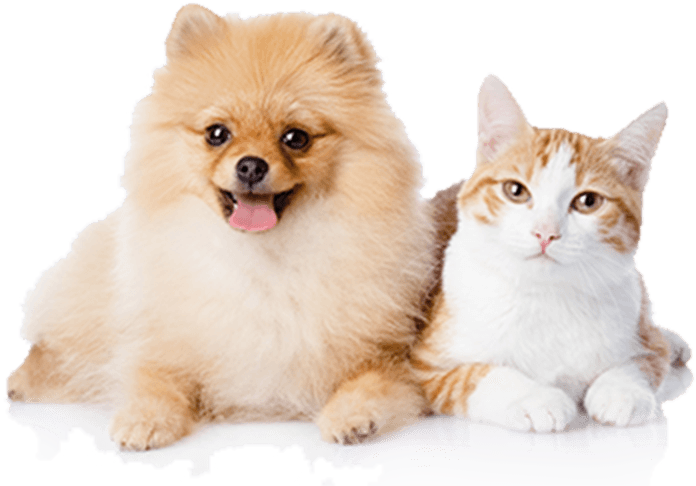 犬・猫